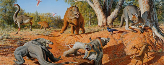 Australische megafauna uitgestorven door menselijk toedoen